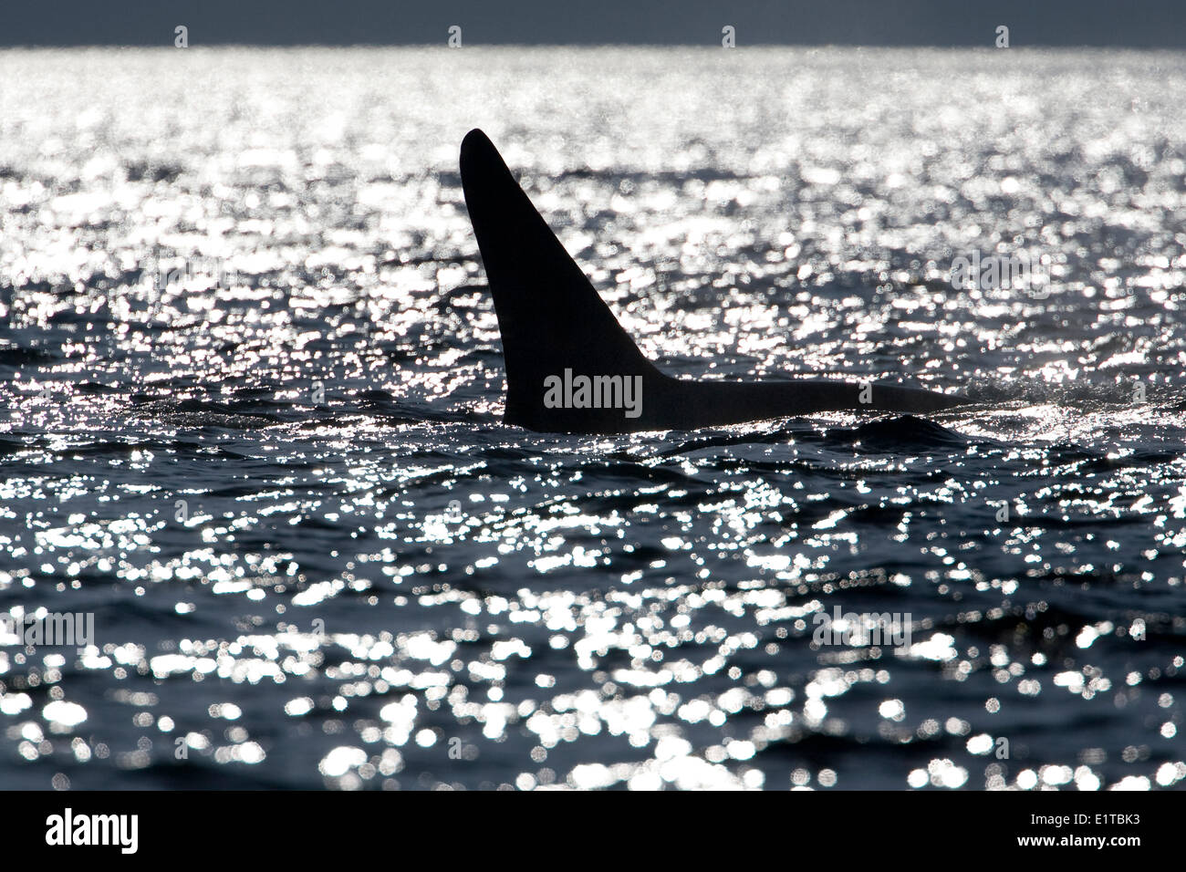 La pinna dorsale di un Orca, in acqua vicino Telegraph Cove Foto Stock