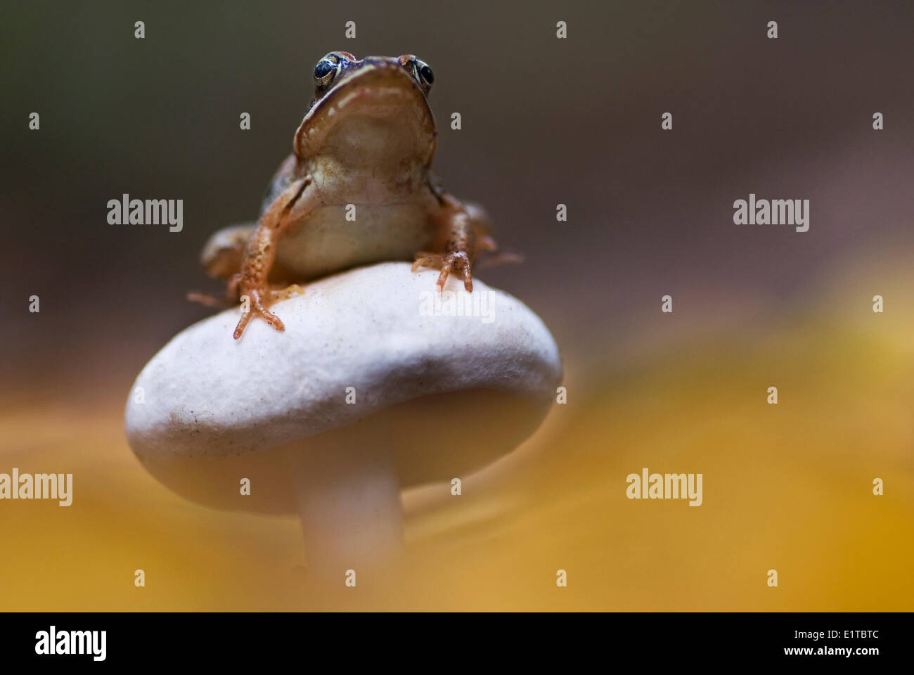 Foto macro di una rana comune su un toadstool bianco Foto Stock