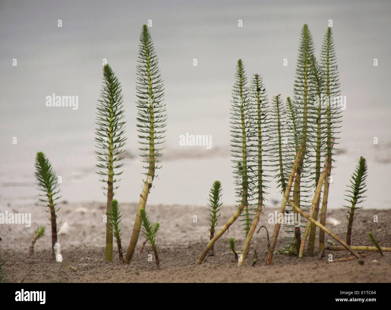 Comune del mare di coda, un waterplant ad un livello di acqua insufficiente. Foto Stock