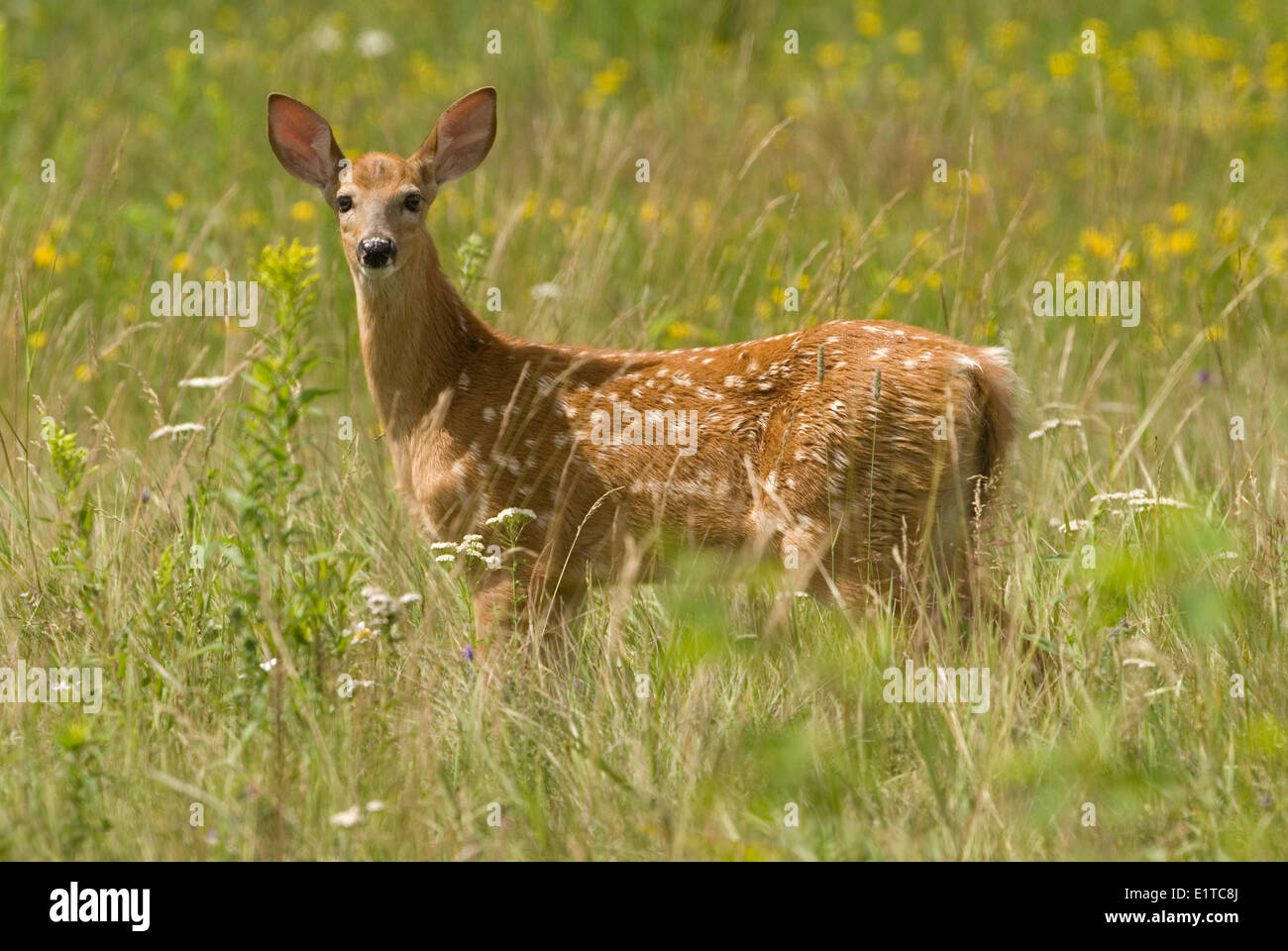 Un cerbiatto di White-Tailed Deer in piedi in un campo. Foto Stock