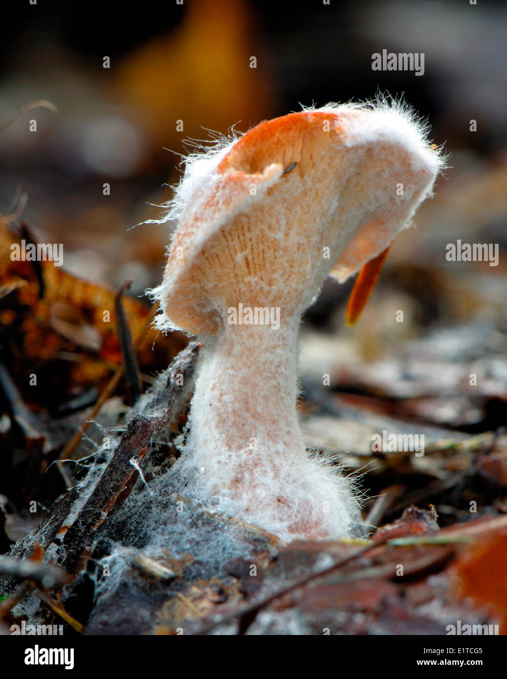 Comune (Rustgill Gymnopilus penetrans) Foto Stock