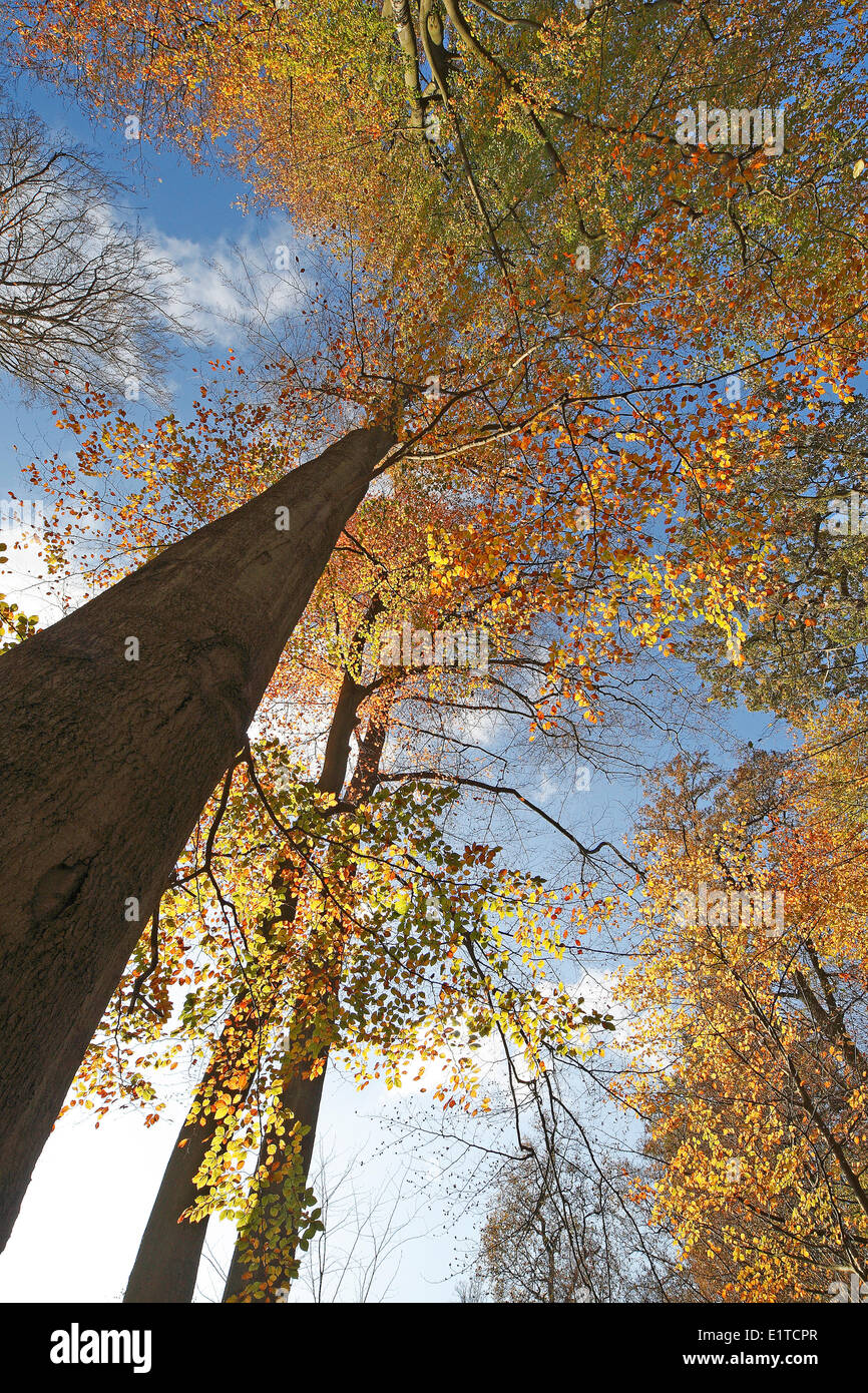 Foresta di faggio (Fagus sylvatica) in autunno, fiammingo ardens, Belgio Foto Stock