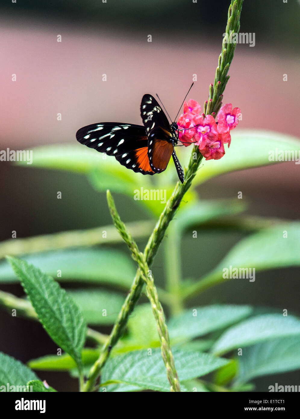Butterfly Costa Rica Foto Stock