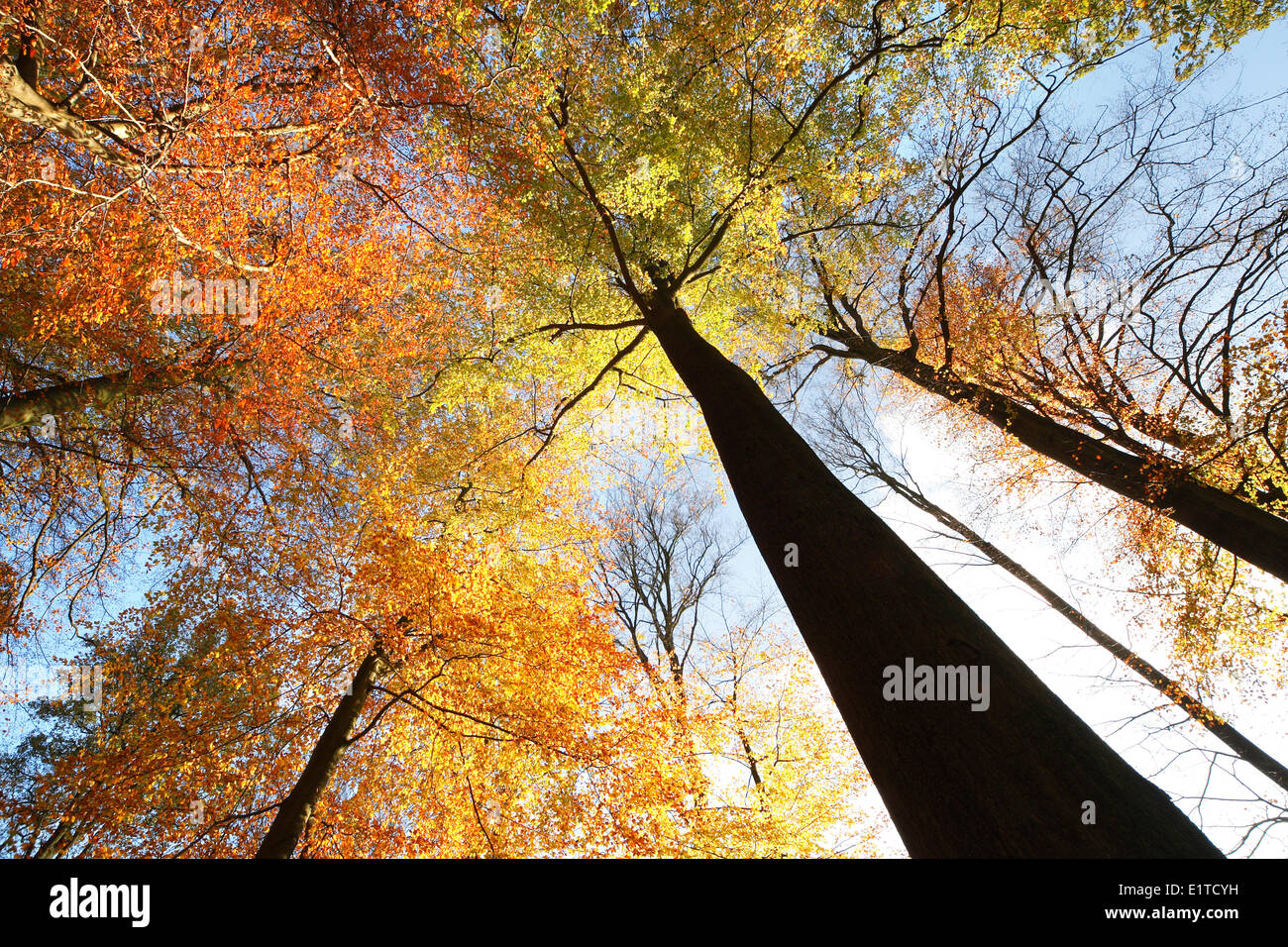 Foresta di faggio (Fagus sylvatica) in autunno, fiammingo ardens, Belgio Foto Stock