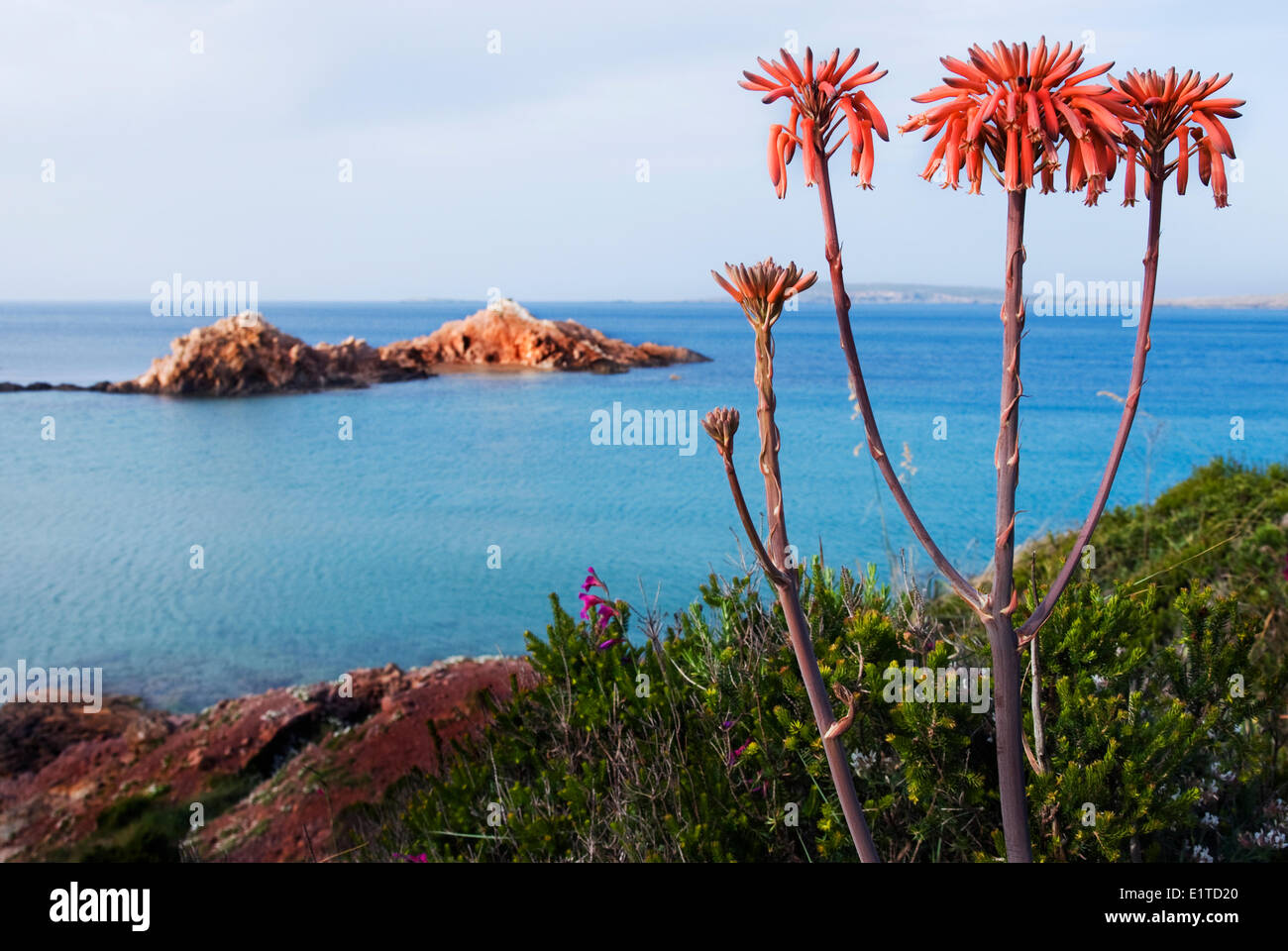 Ampio angolo di immagine di Aloe maculata in primo piano con sullo sfondo il mare e la spiaggia di Cala Pregonda su Menorca Foto Stock