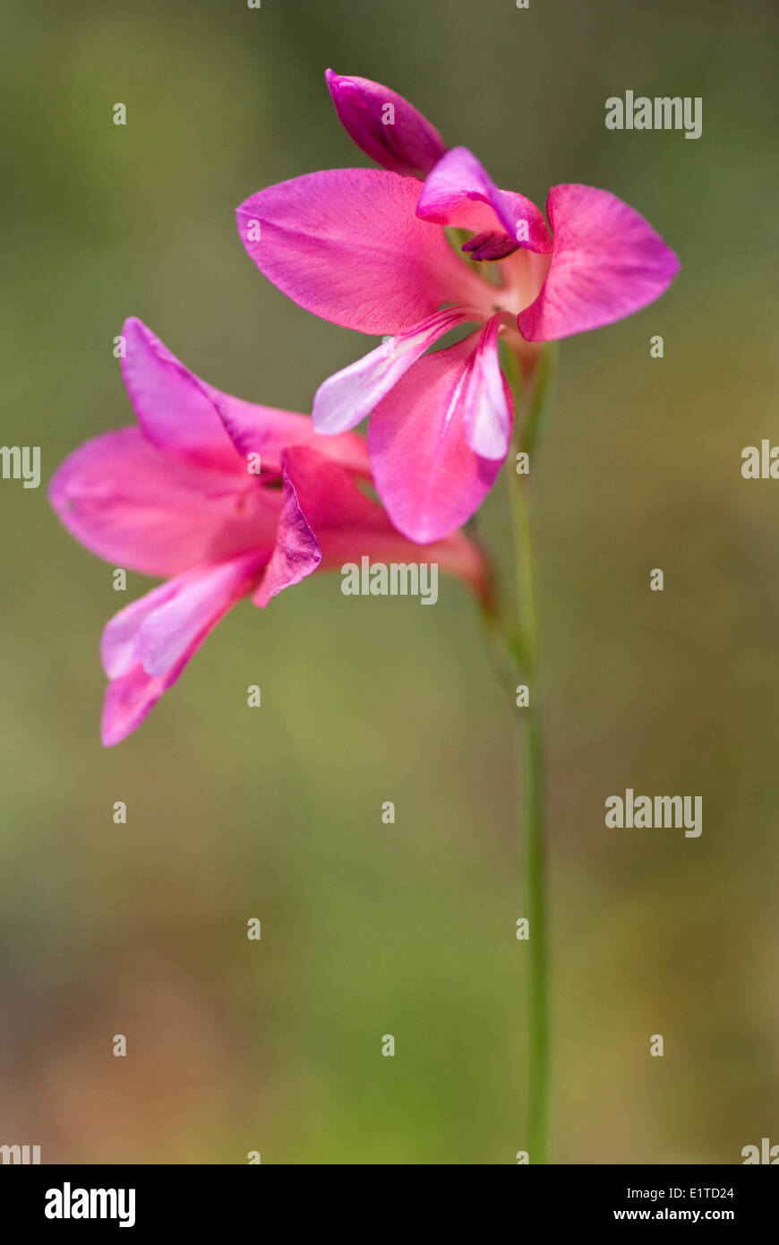 Immagine macro di un selvaggio gladiolus Foto Stock