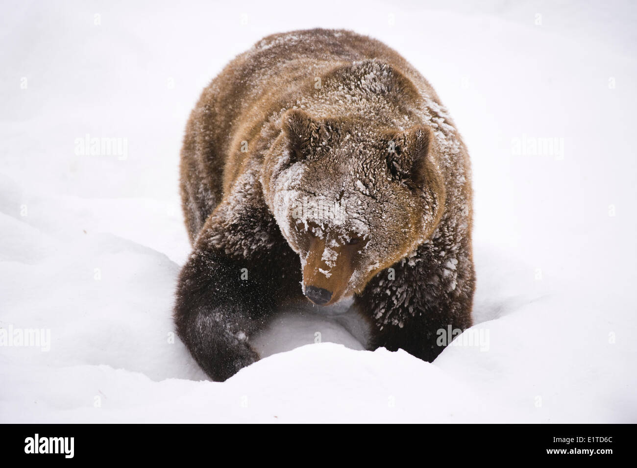 Unione orso bruno a piedi attraverso la neve alta; Foto Stock