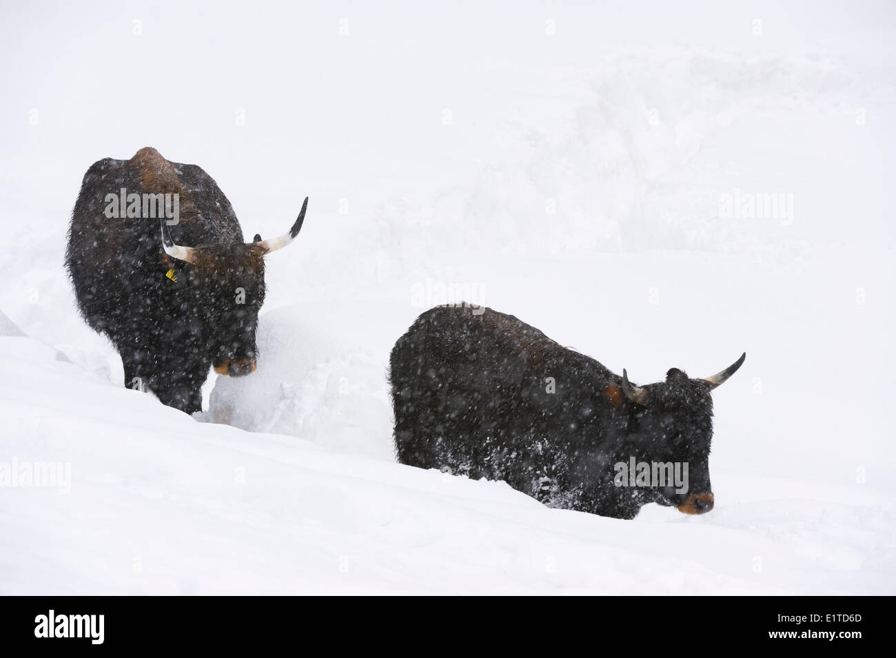 Bovini di Heck a piedi attraverso la neve alta; Foto Stock