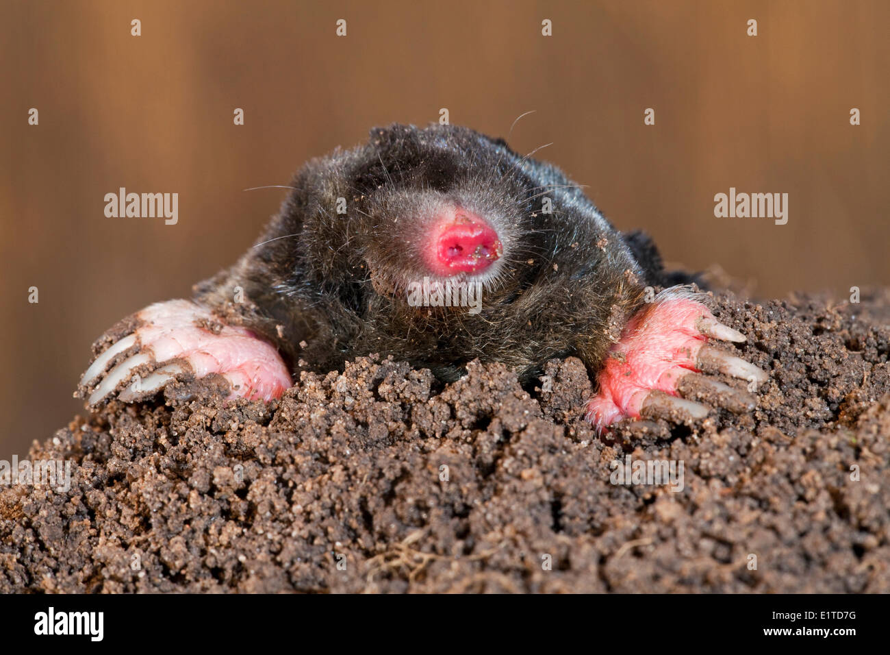 Foto di un comune mole sulla sommità di una collina in mole con reed in background Foto Stock
