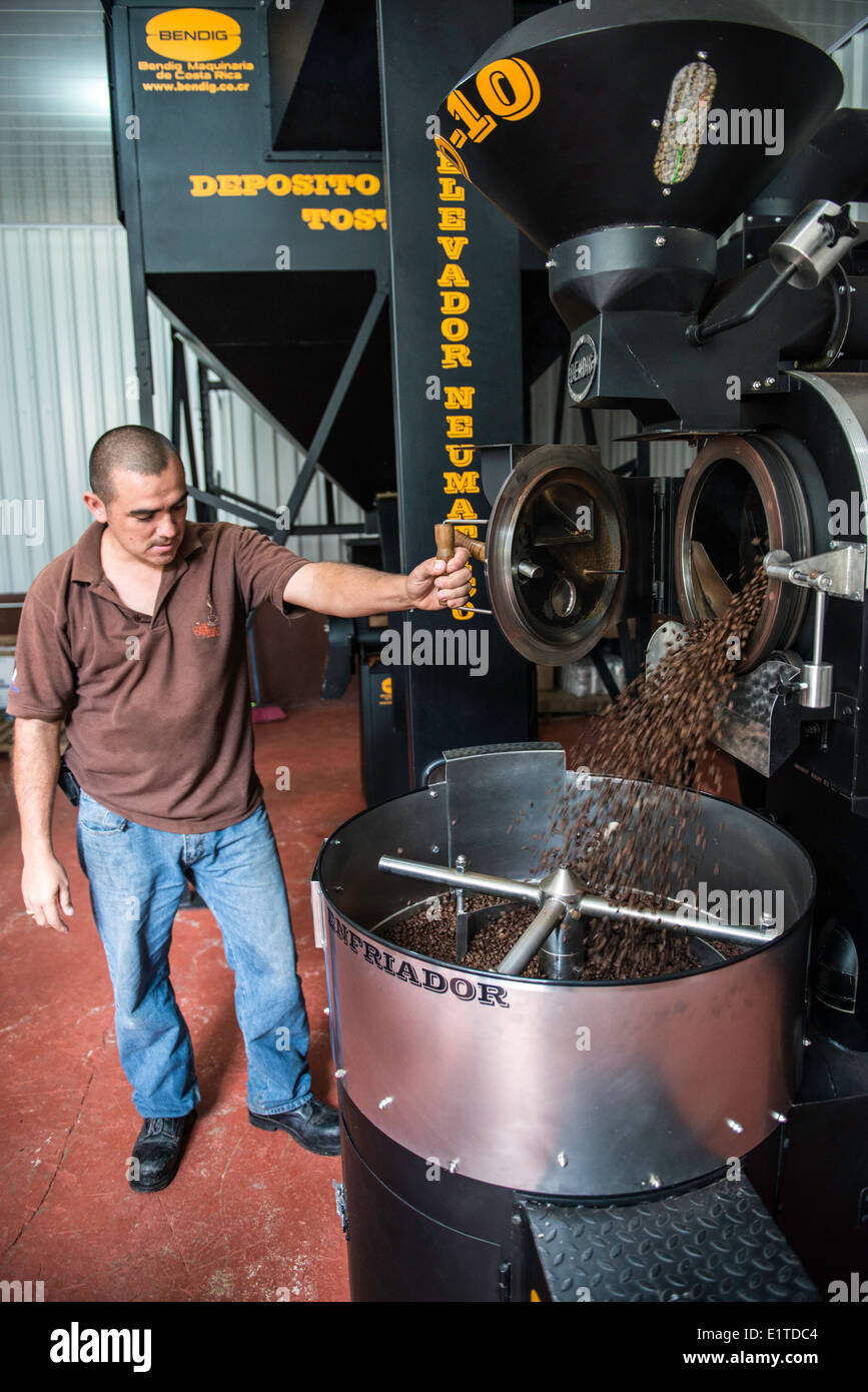 I chicchi di caffè tostatura a Mi Cafecito azienda di caffè in San Miguel Costa Rica Foto Stock