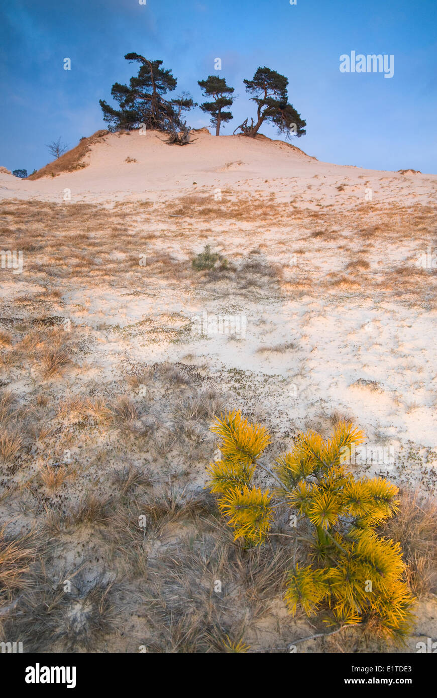 Ampio angolo di paesaggio foto di sands-drift Kootwijkerzand con in primo piano un po' di Yellow Pine Tree Foto Stock