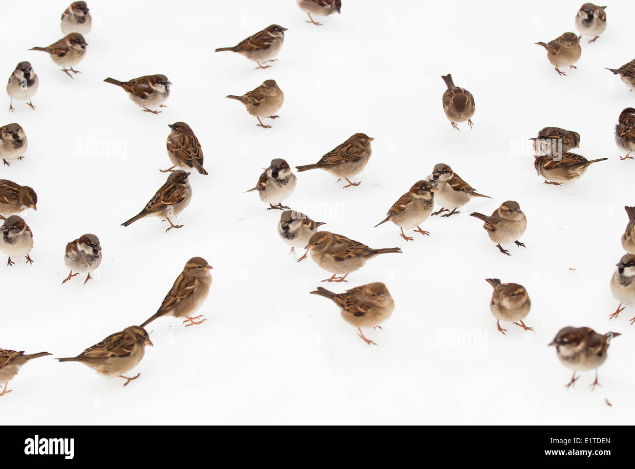 Un gruppo di casa passeri in inverno nel bianco della neve Foto Stock