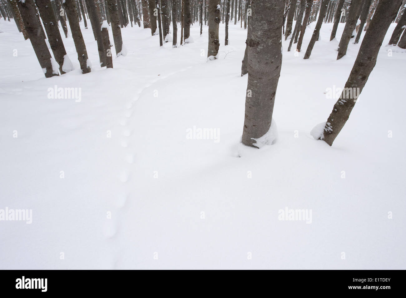 Le tracce degli animali nella neve in una foresta di faggio sui fianchi della montagna Lusen in Bayerischer wald national park in Germania Foto Stock