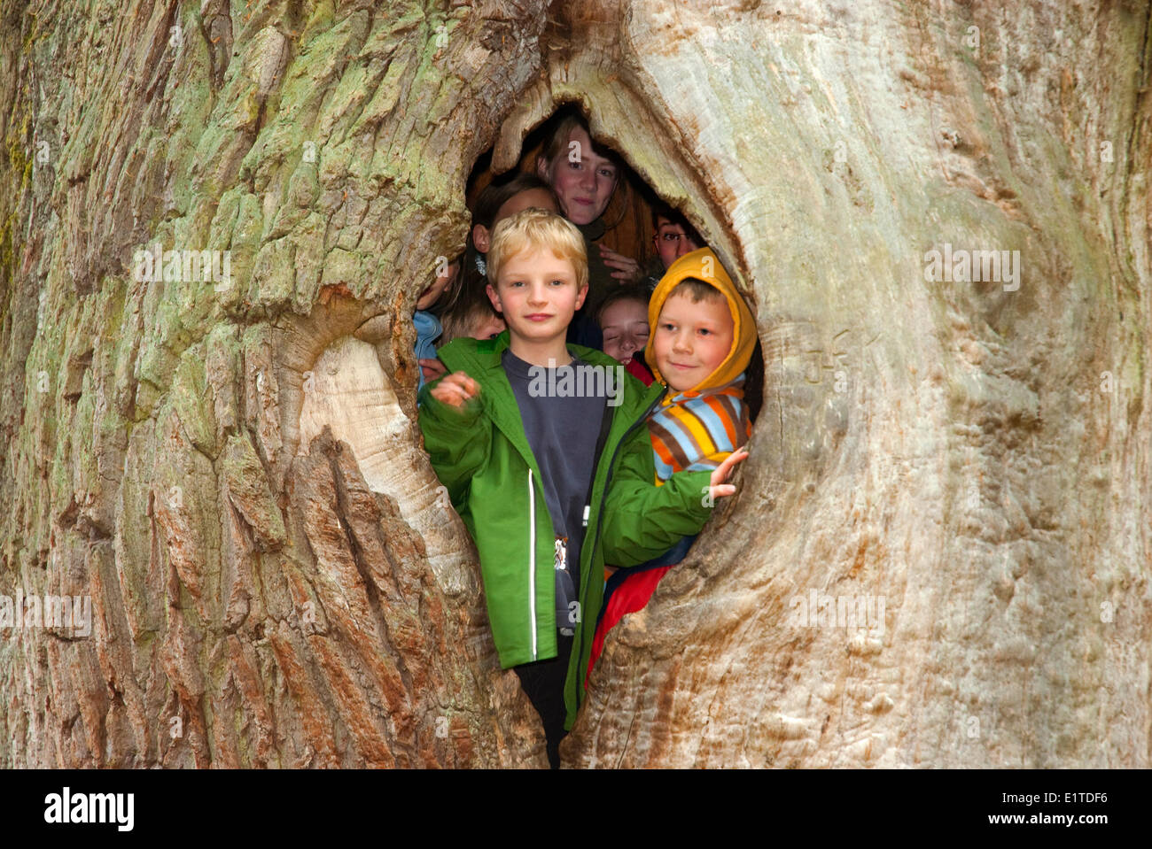 Foresta di Sababurg, bambini in una antica cava oaktree Foto Stock