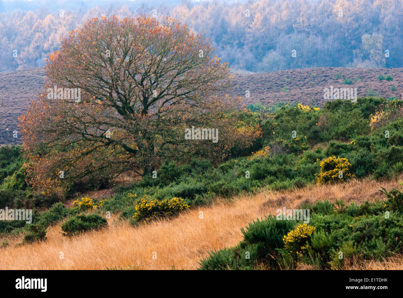 La brughiera di posbank nel veluwezoom parco nazionale nei Paesi Bassi con la fioritura di Ginestra Foto Stock