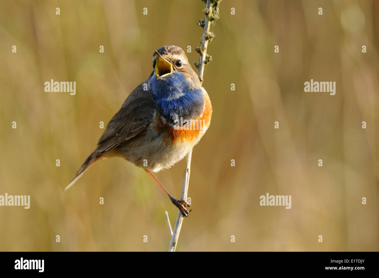 Canto pettazzurro maschio in morninglight Foto Stock