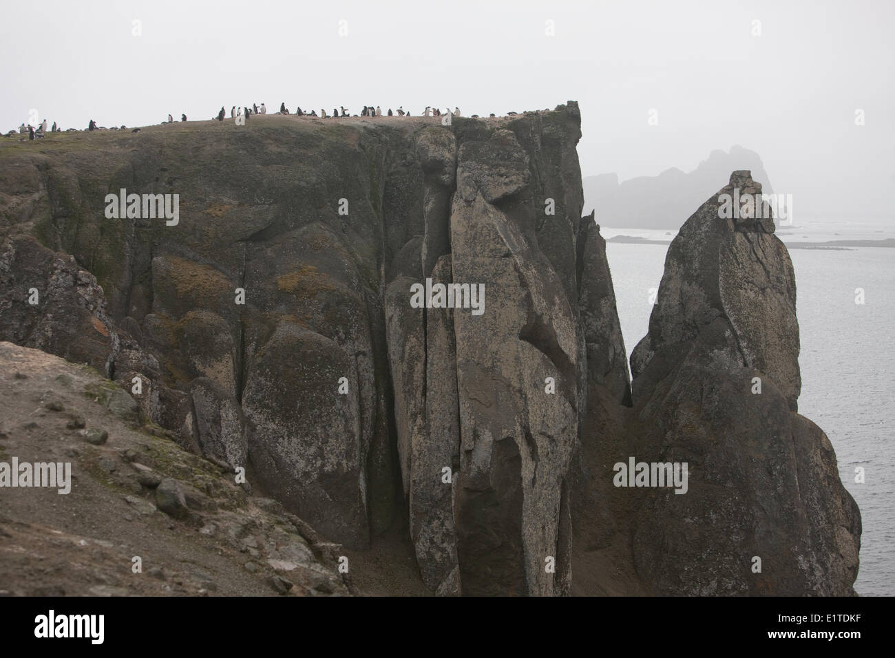Pinguino Gentoo alta sulle scogliere dove essi hanno stabilito una colonia di allevamento Foto Stock