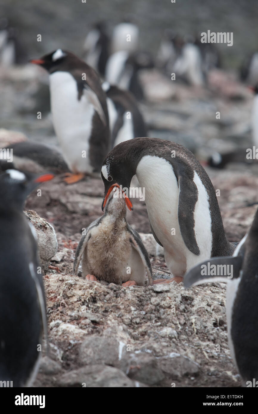 Pinguino Gentoo alimenta il suo pulcino, Barrientos isola Aitcho (), Antartide Foto Stock
