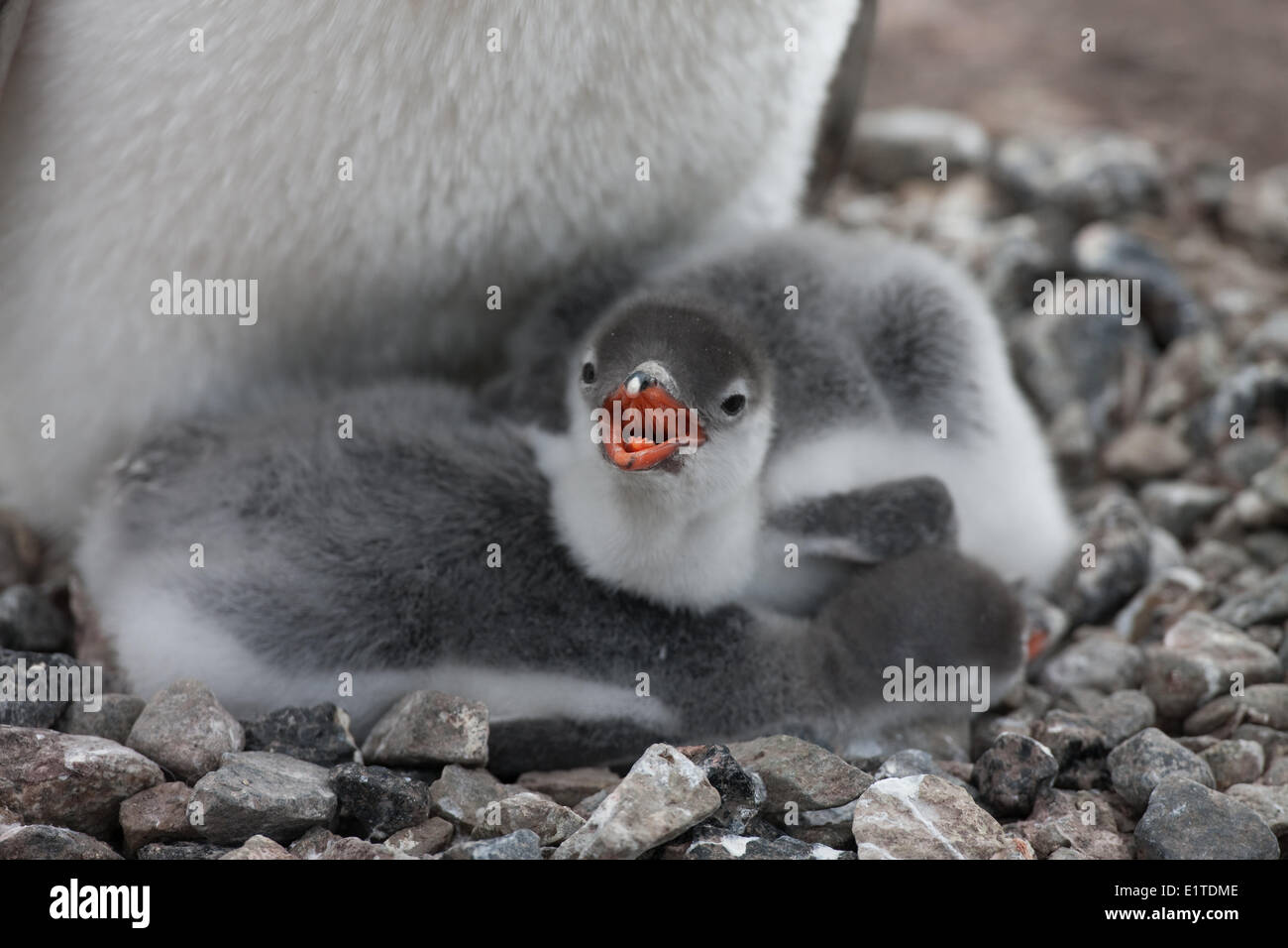 Questi pinguini Gentoo pulcini sono probabilmente 2-3 settimane di età. Foto Stock