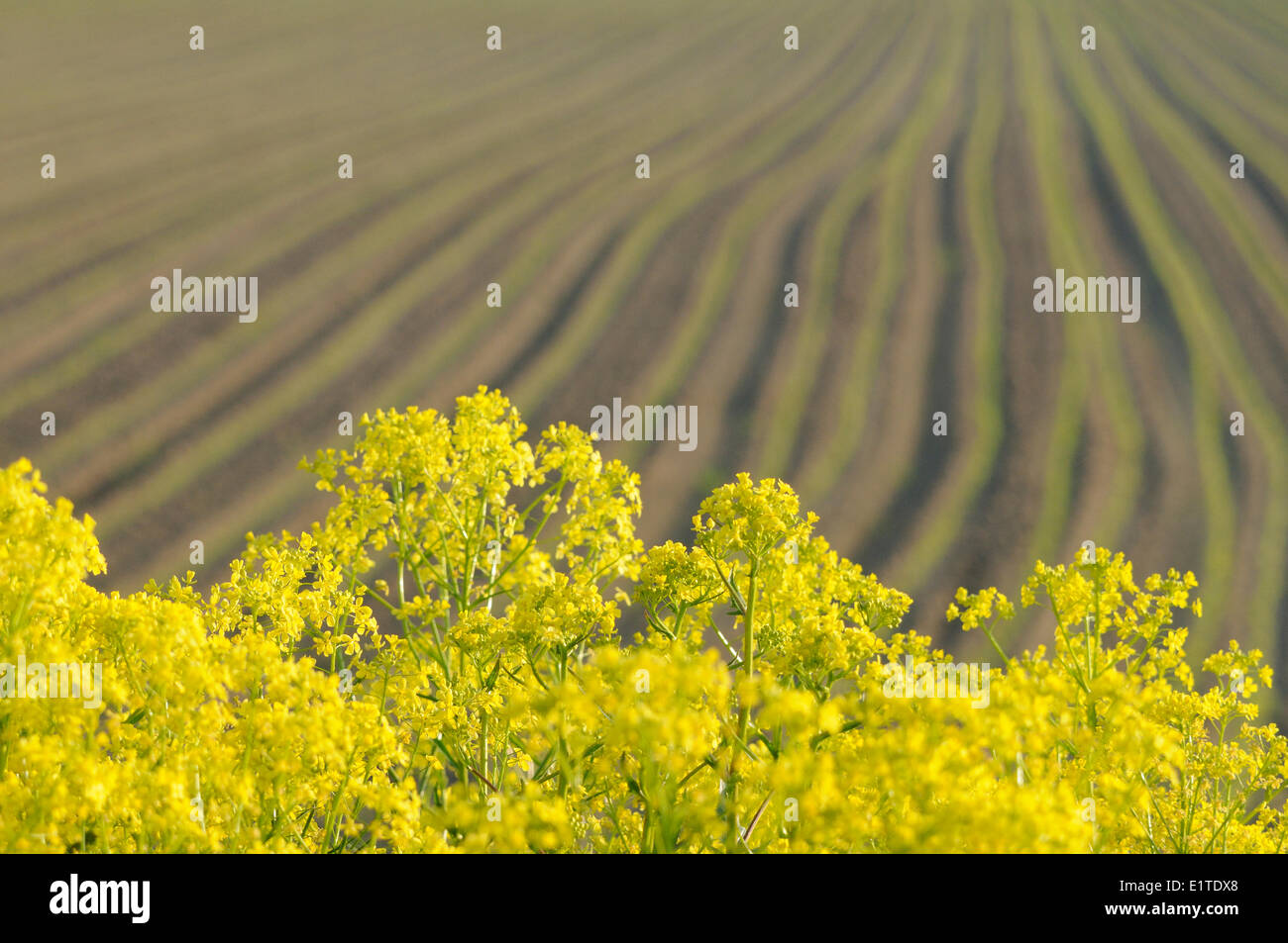 Fioritura presenta verrucosa cavolo facendo strada giallo sul lato di un cornfield Foto Stock