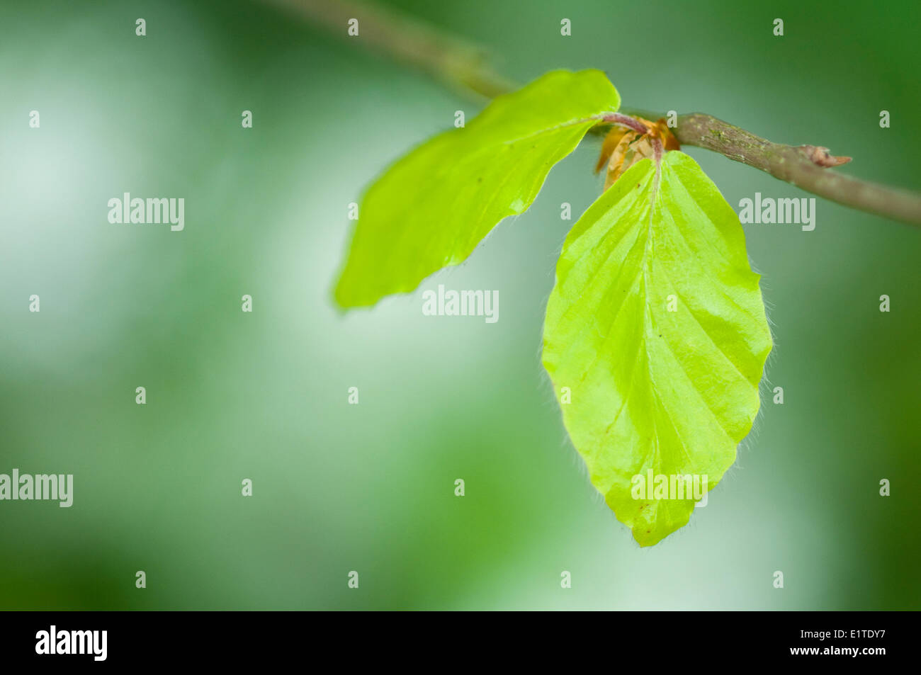 Faggio fresche foglie di albero Foto Stock