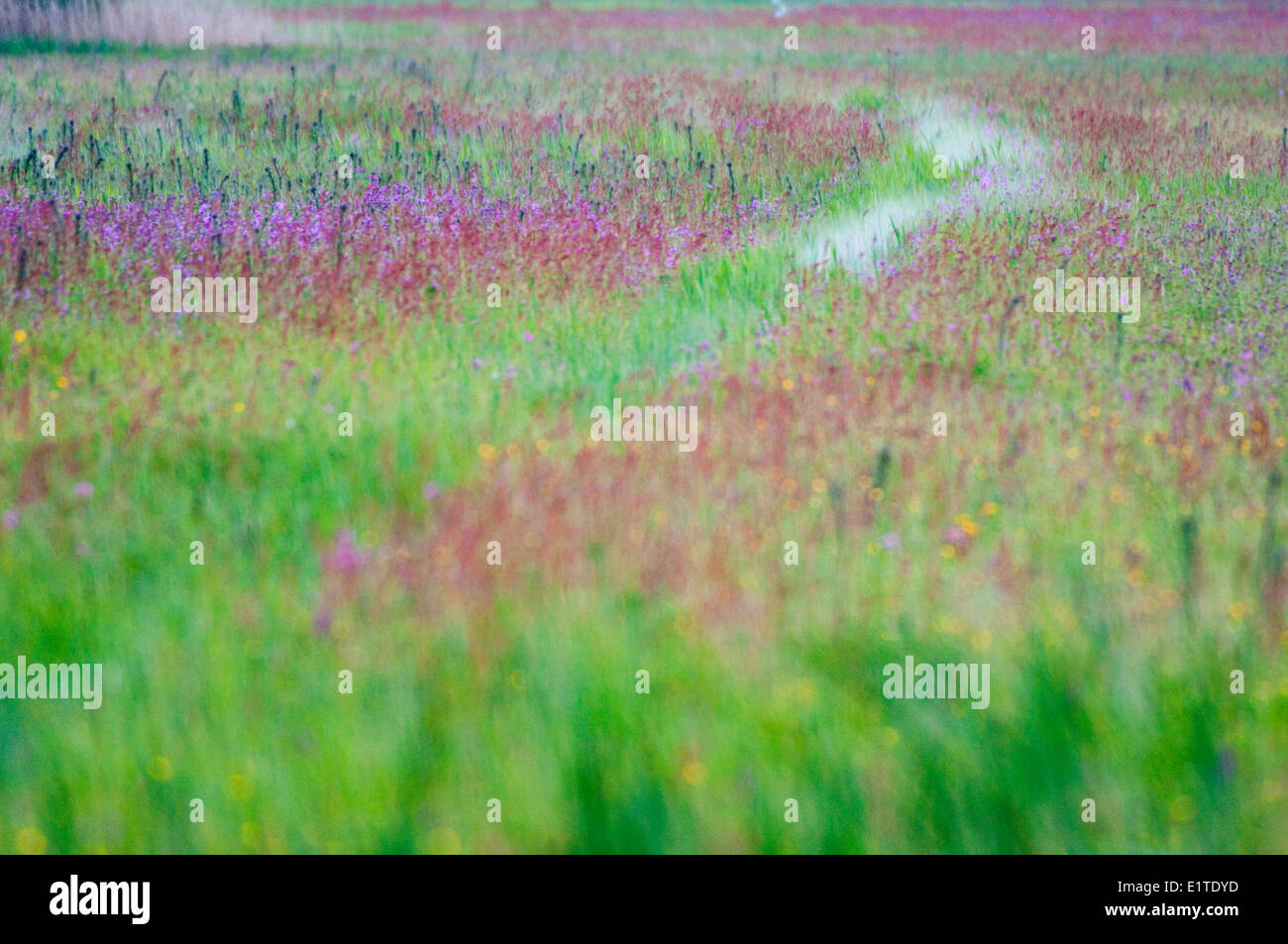 Il Vlietlanden riserva naturale nei Paesi Bassi Foto Stock