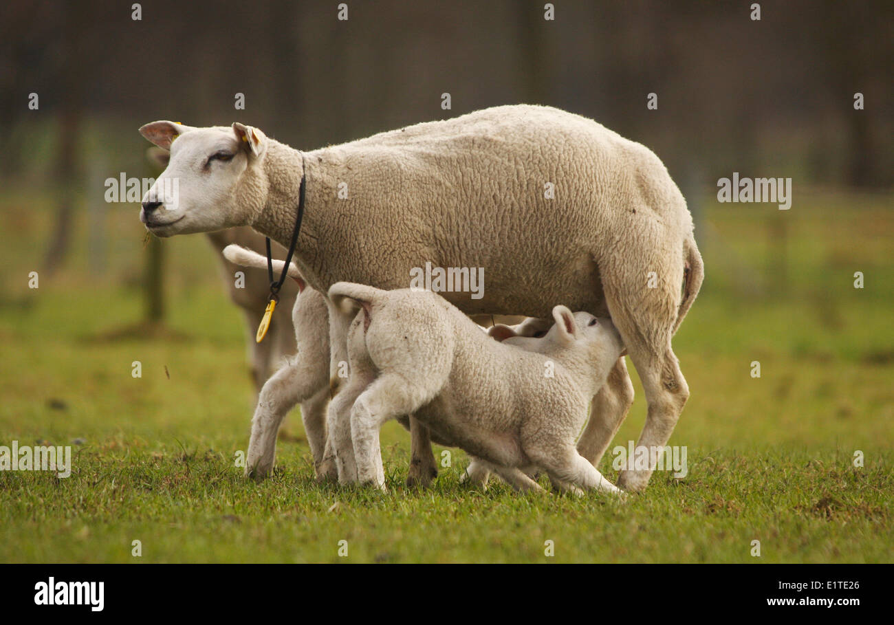 Pecora con agnello(s) Foto Stock