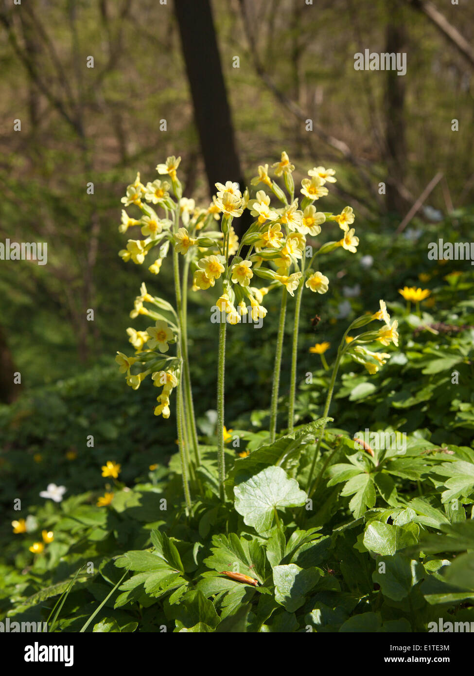 Oxlip piuttosto rara pianta southeastern parti orientale Paesi Bassi cresce nei boschi di latifoglie margini di boschi. Foto Stock