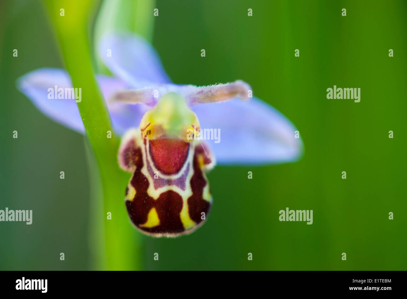 Bee Orchid Foto Stock