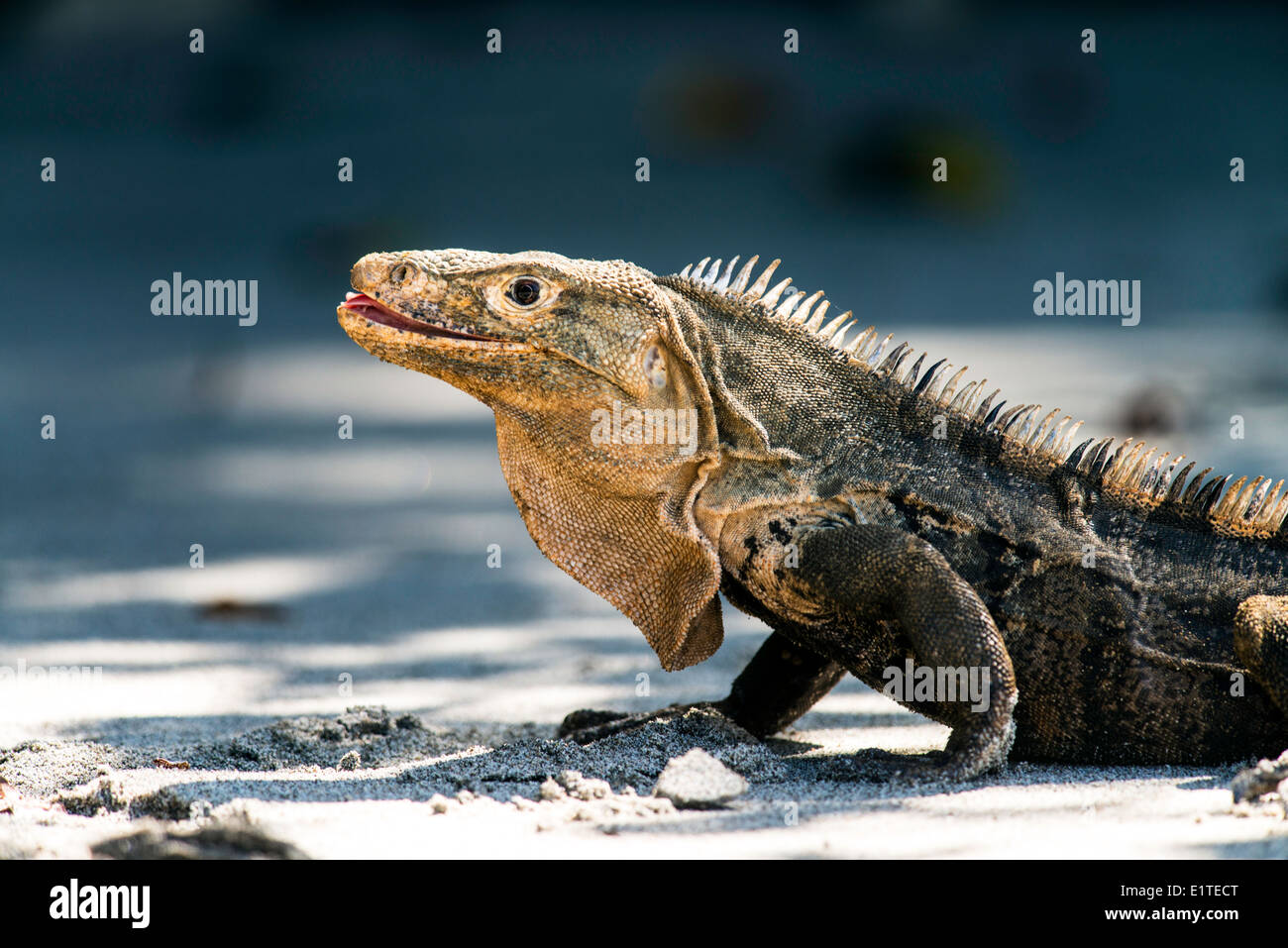 Nero iguana Ctenosaura similis rettile parco nazionale Manuel Antonio Costa Rica Foto Stock