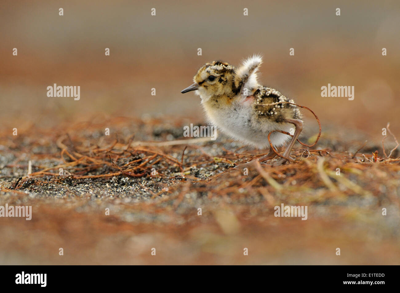 I capretti Dunlin in esecuzione su una piccola spiaggia con le sue piccole ali sollevato per mantenere l'equilibrio Foto Stock