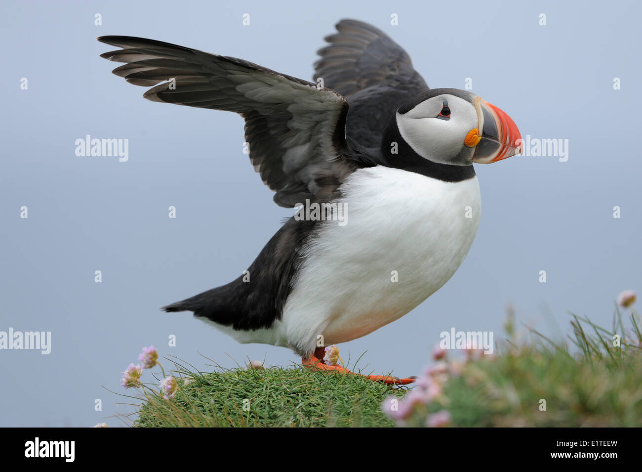 Puffin con le sue ali sollevata sulla parte superiore del birdcliff Foto Stock