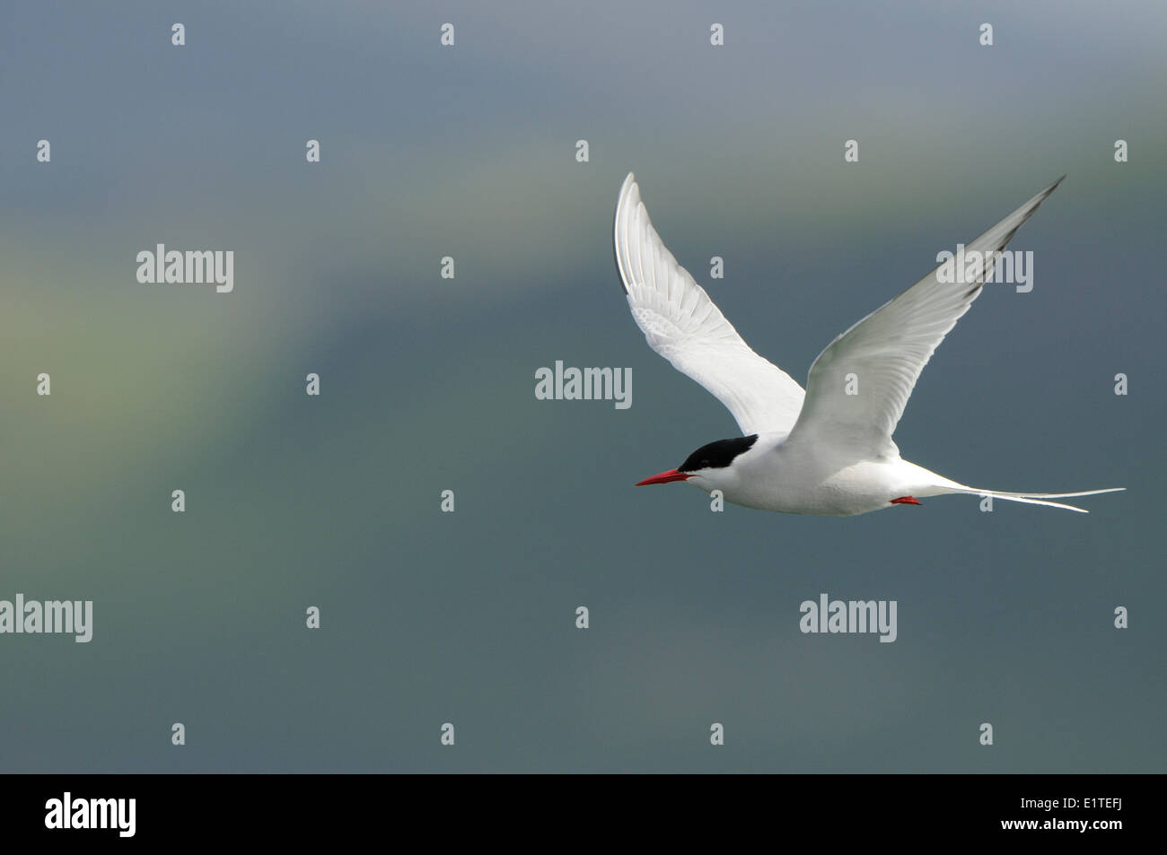 Arctic Tern in volo con un bluastro sfondo grigio Foto Stock