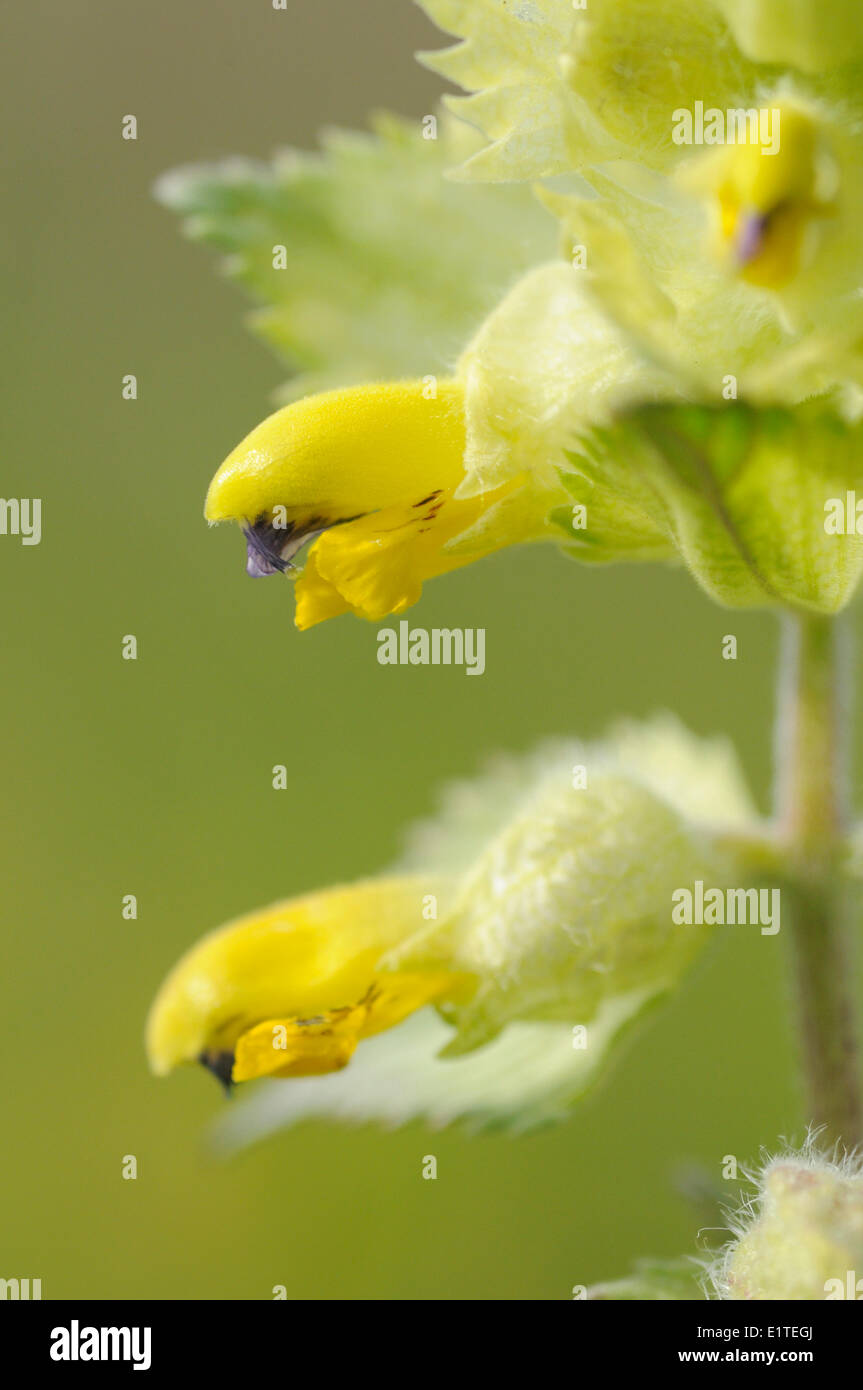 Fiore giallo maggiore Rattle, macro di fiori Foto Stock