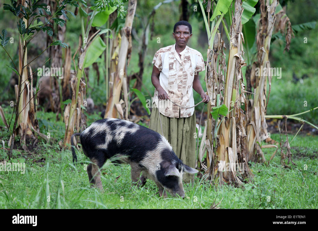 Una donna e suo suino nella regione di Nakasongola di Uganda Foto Stock