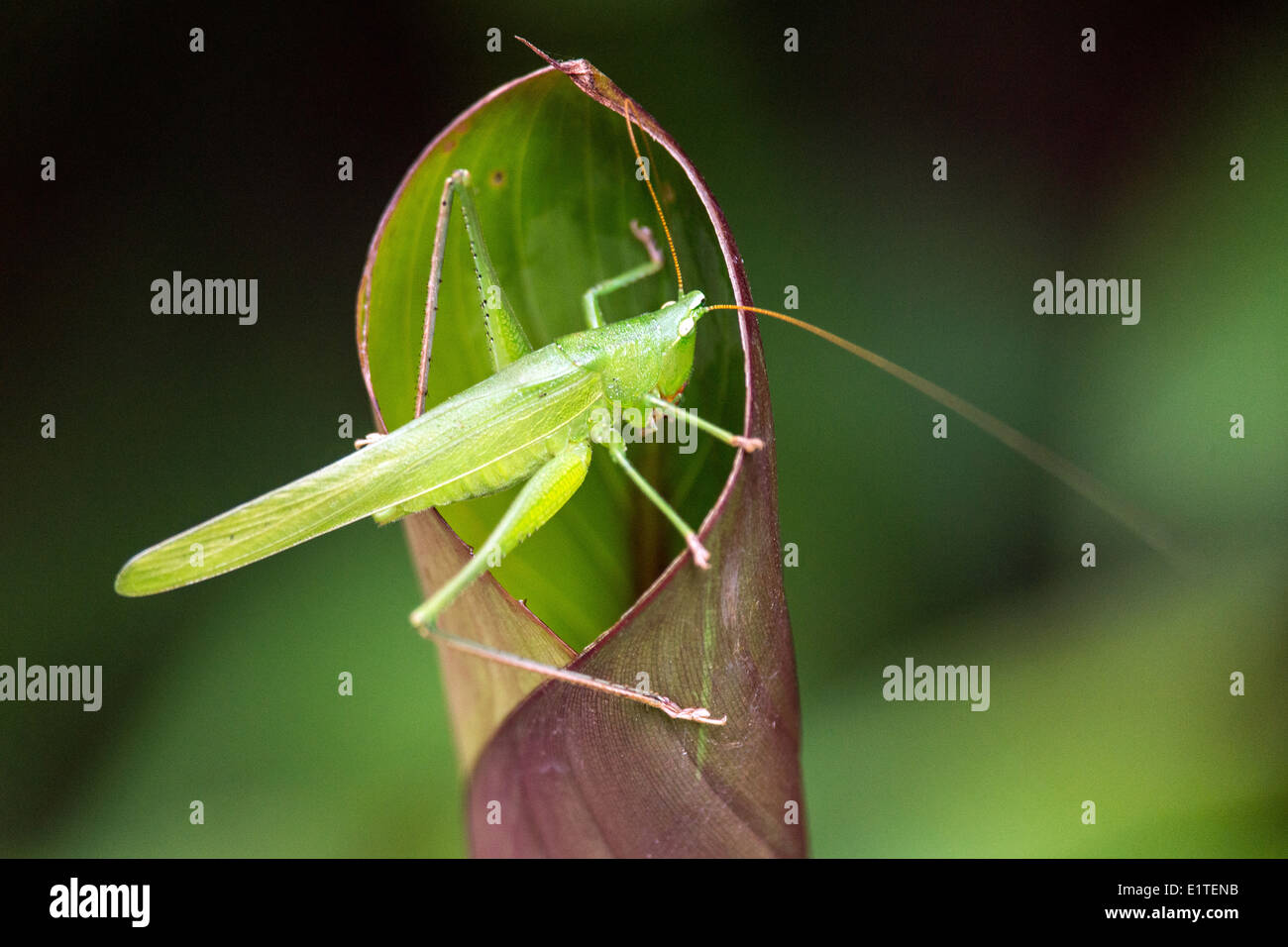 Long-cornuto grasshopper insetto back lit Costa Rica Foto Stock