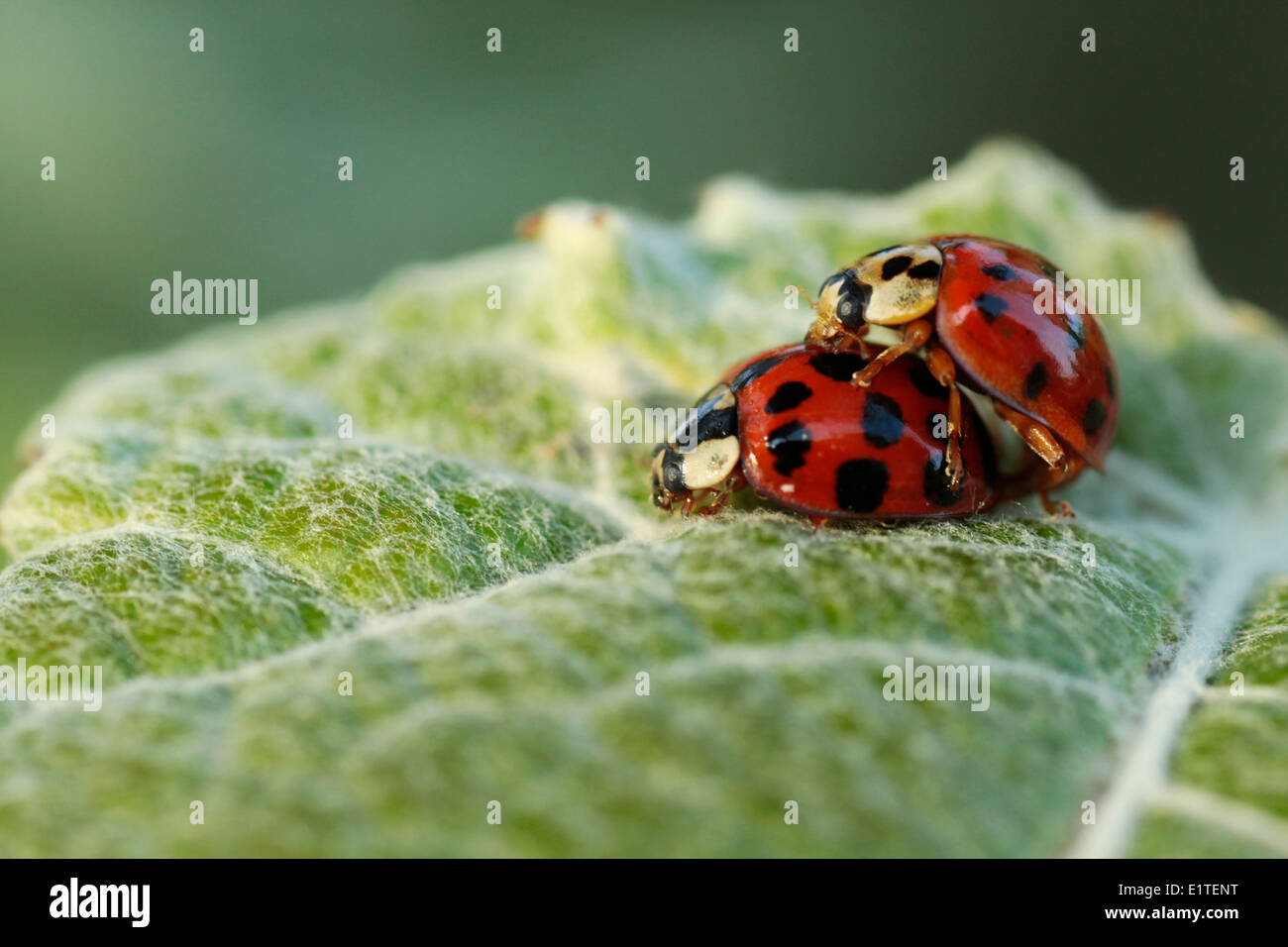 Multicolore Coccinella asiatica, accoppiamento Foto Stock