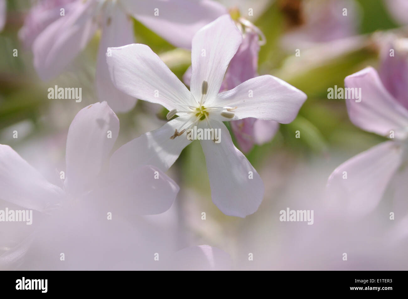 Fioritura Soapwort Foto Stock