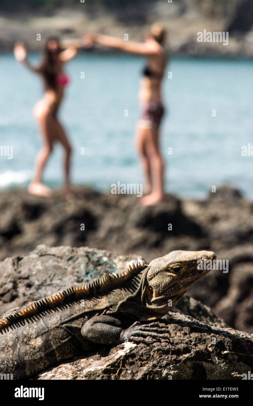 Nero iguana Ctenosaura similis rettile con le giovani ragazze sullo sfondo parco nazionale Manuel Antonio Costa Rica Foto Stock