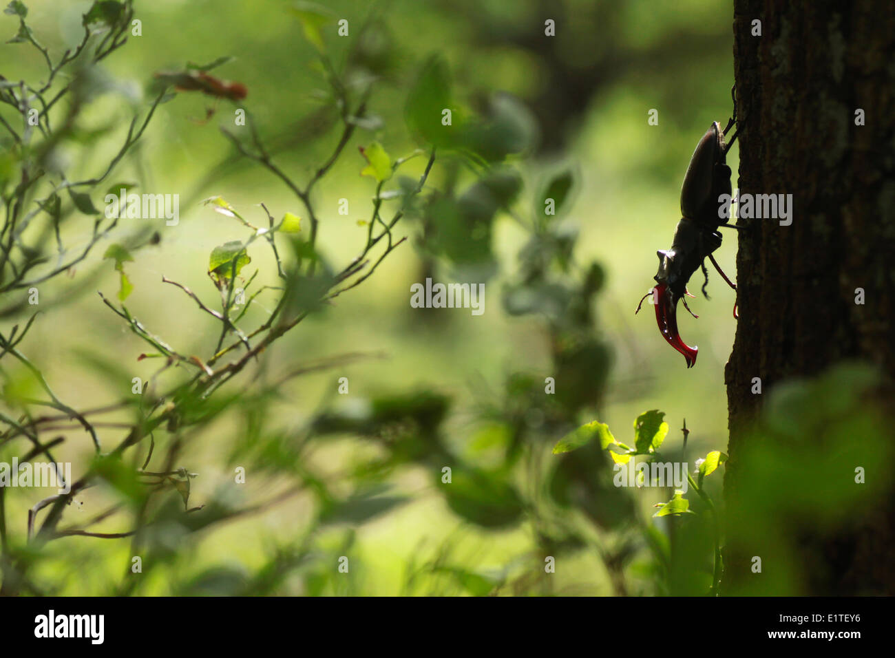 Il cervo maschio Beetle scendendo da un albero. Foto Stock