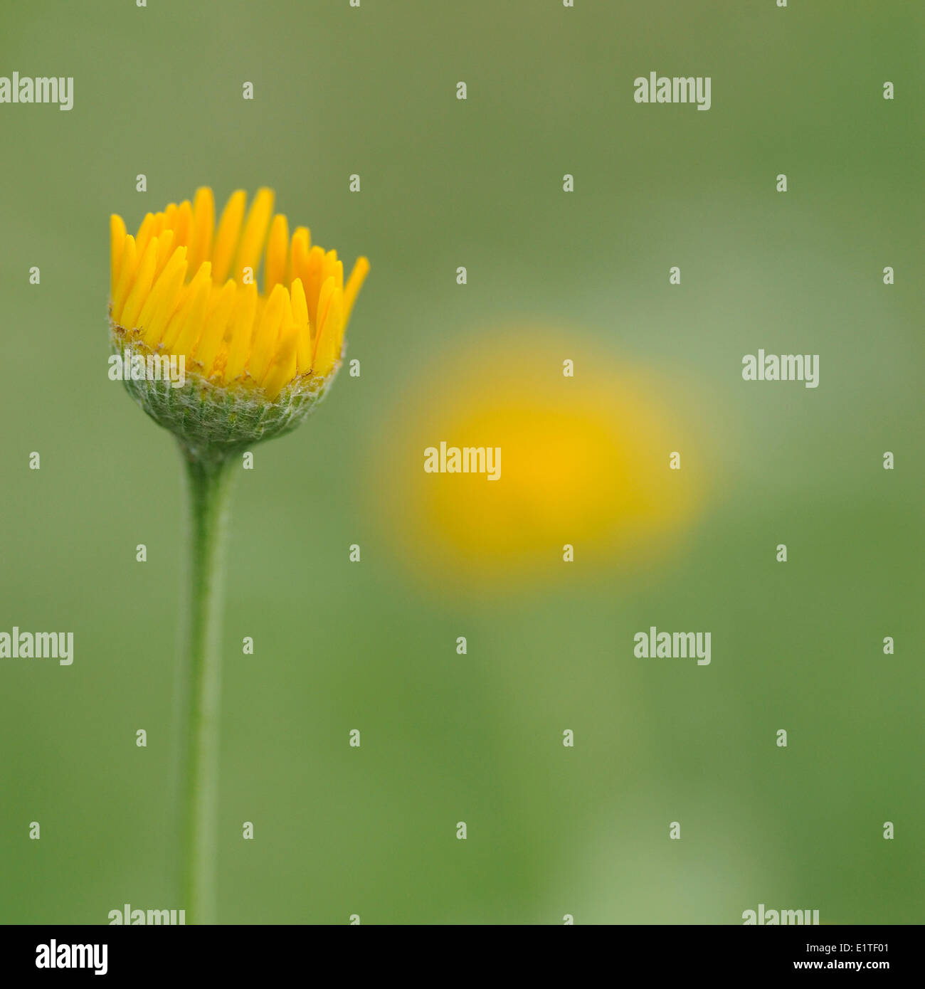 Apertura del fiore del Golden Marguerite Foto Stock