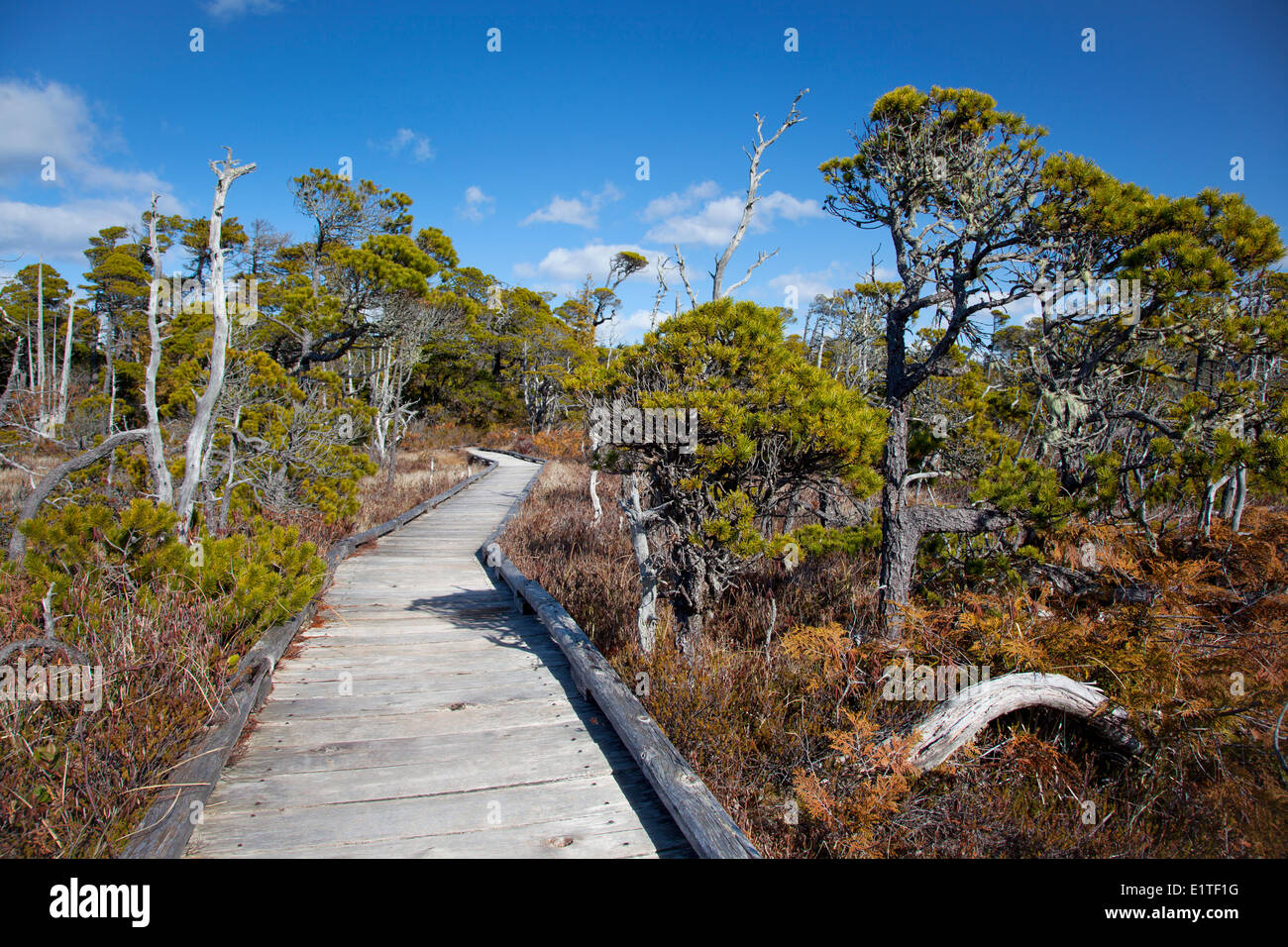 Il Shorepine Bog Trail boardwalk in Pacific Rim National Park vicino a Tofino della Columbia britannica in Canada Clayoquot Sound UNESCO Foto Stock