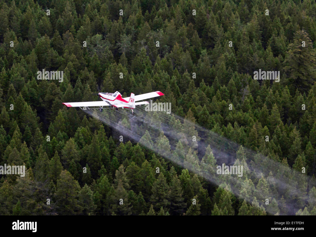 Spruce Budworm Progetto Spray, British Columbia, Canada. Foto Stock