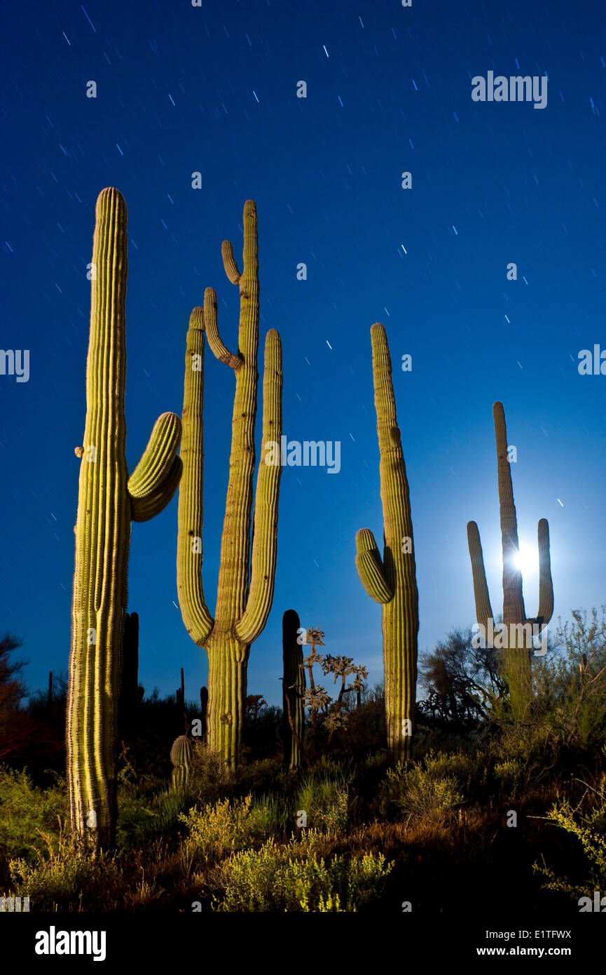 Impostazione luna dietro cactus Saguaro in Arizona dessert, U.S.A. Foto Stock