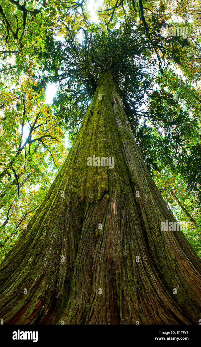 Mille anni di Western Red Cedar tree (Thuja plicata), British Colulmbia, Canada Foto Stock