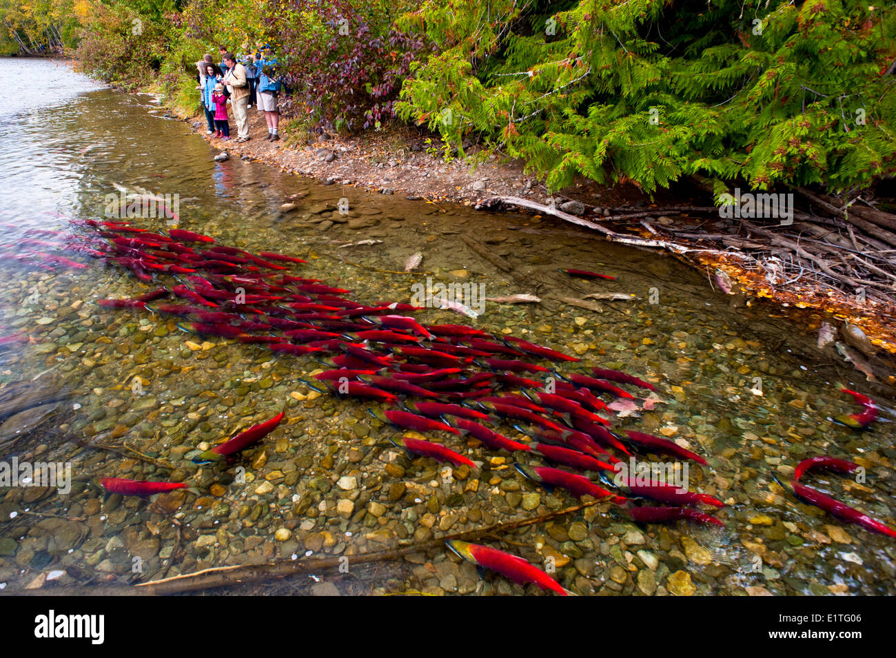 I turisti a guardare la deposizione delle uova di salmone sockeye (Oncorhynchus nerka), chiamato anche rosso salmone nel fiume Adams, British Colulmbia, C Foto Stock