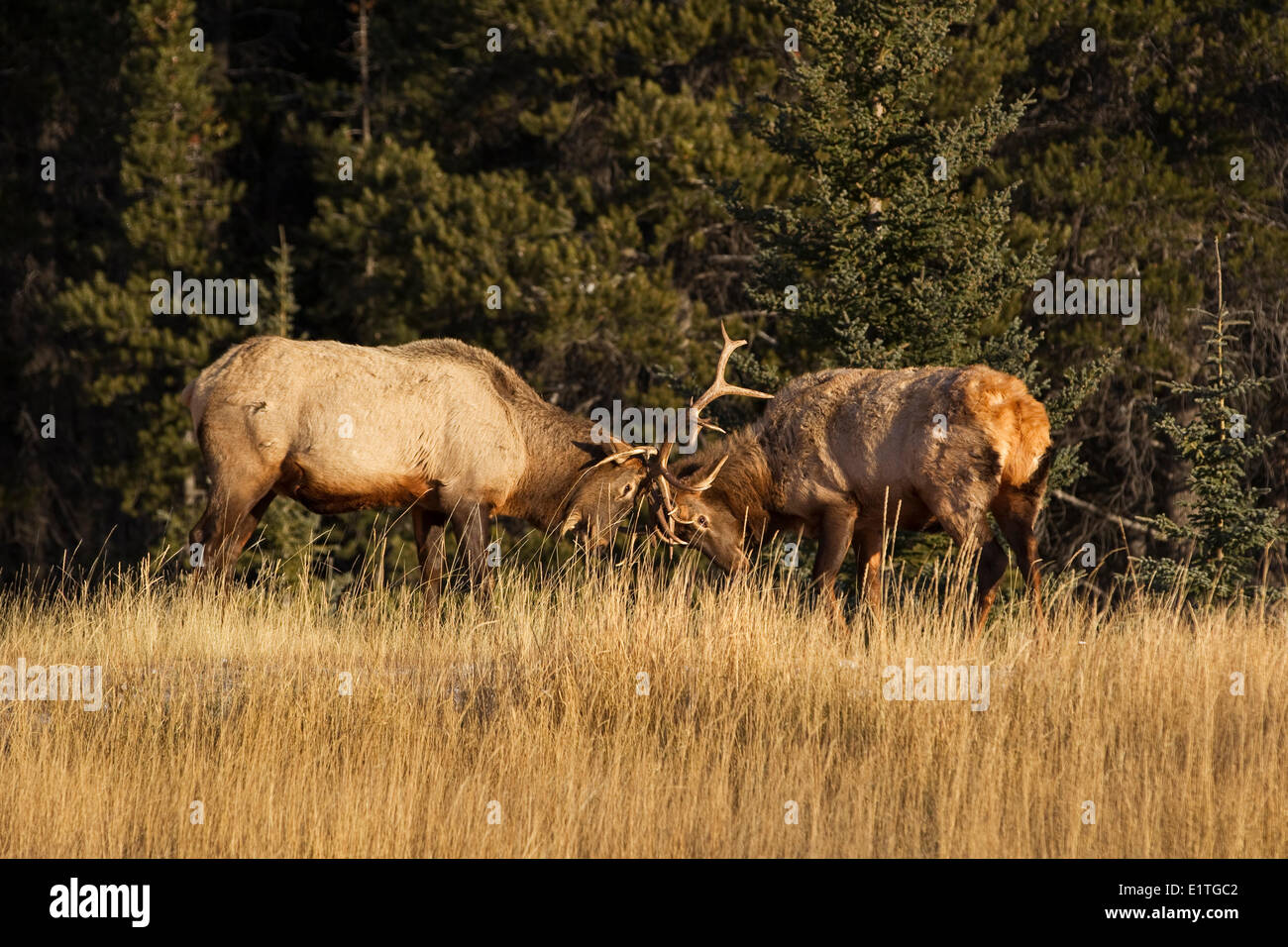 Due bull Elk combattimenti nel Parco Nazionale di Banff, Alberta, Canada Foto Stock