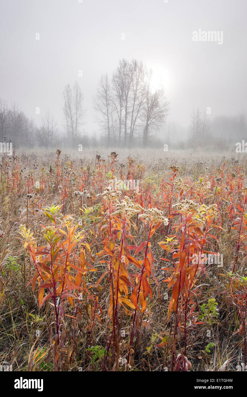 Foto di nebbiosa mattina autunnale al di fuori di Calgary, Alberta, Canada Foto Stock