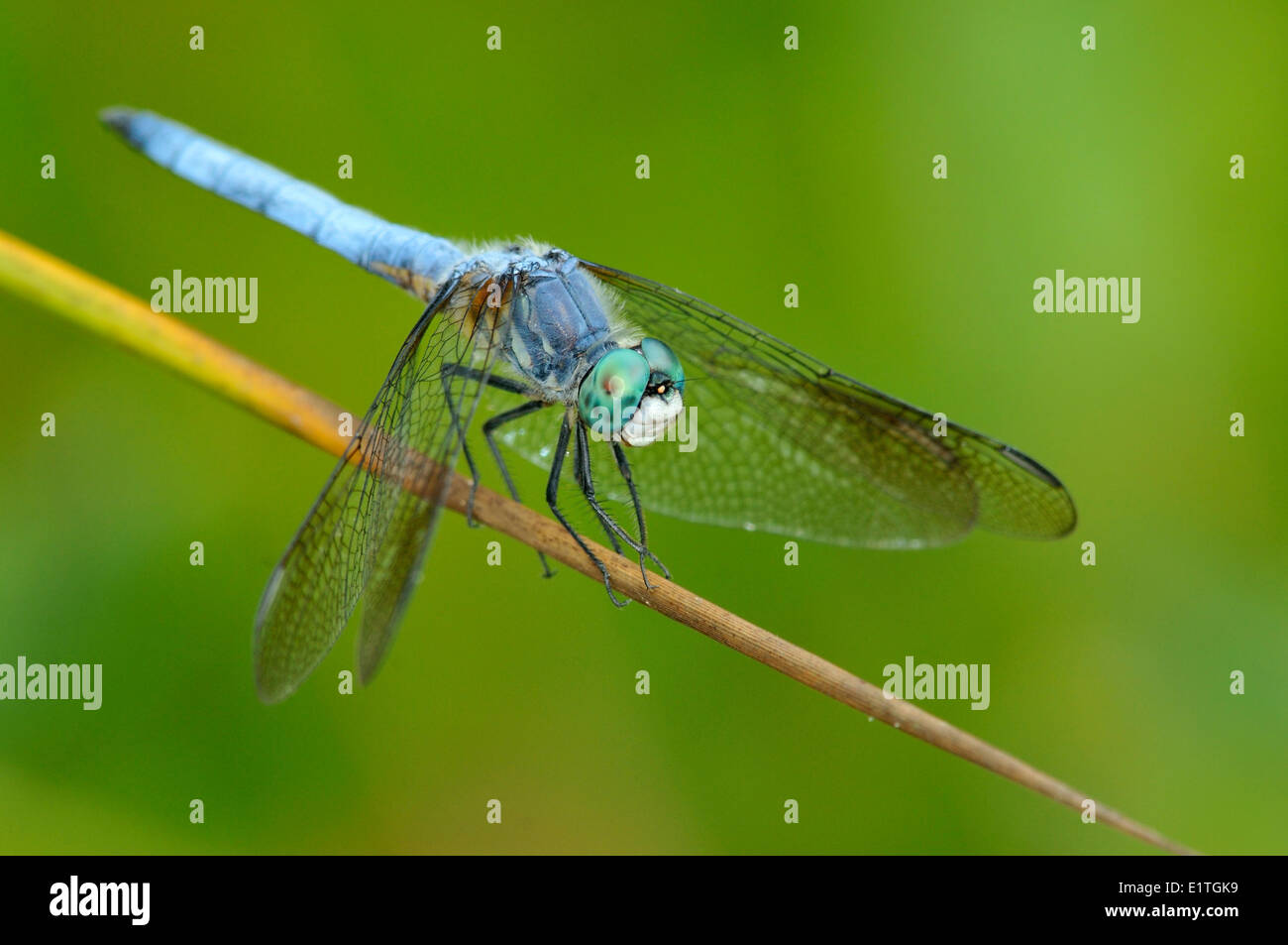 Blu maschio Dasher (Pachydiplax longipennis) al viadotto appartamenti, Saanich BC Foto Stock