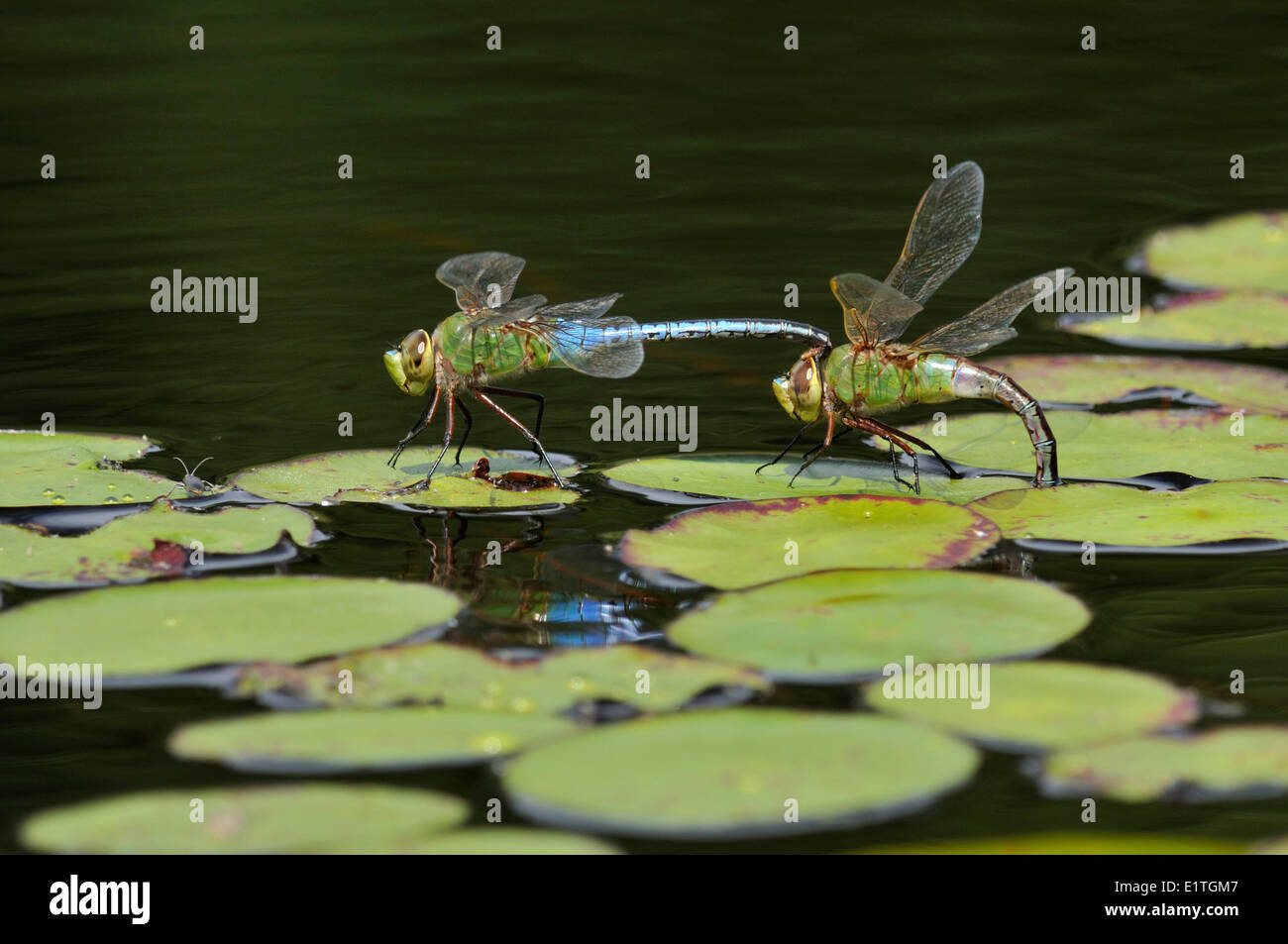 Verde comune Darner (Anax junius) al piccolo fiume stagno, Comox BC Foto Stock